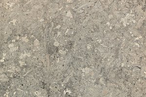 A cool gray limestone with dense fossil content and soft tonal movement.
