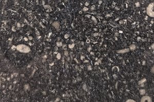 A black limestone with grey and white fossils.