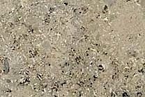 A beige and grey marble that contains fossil like characteristics.